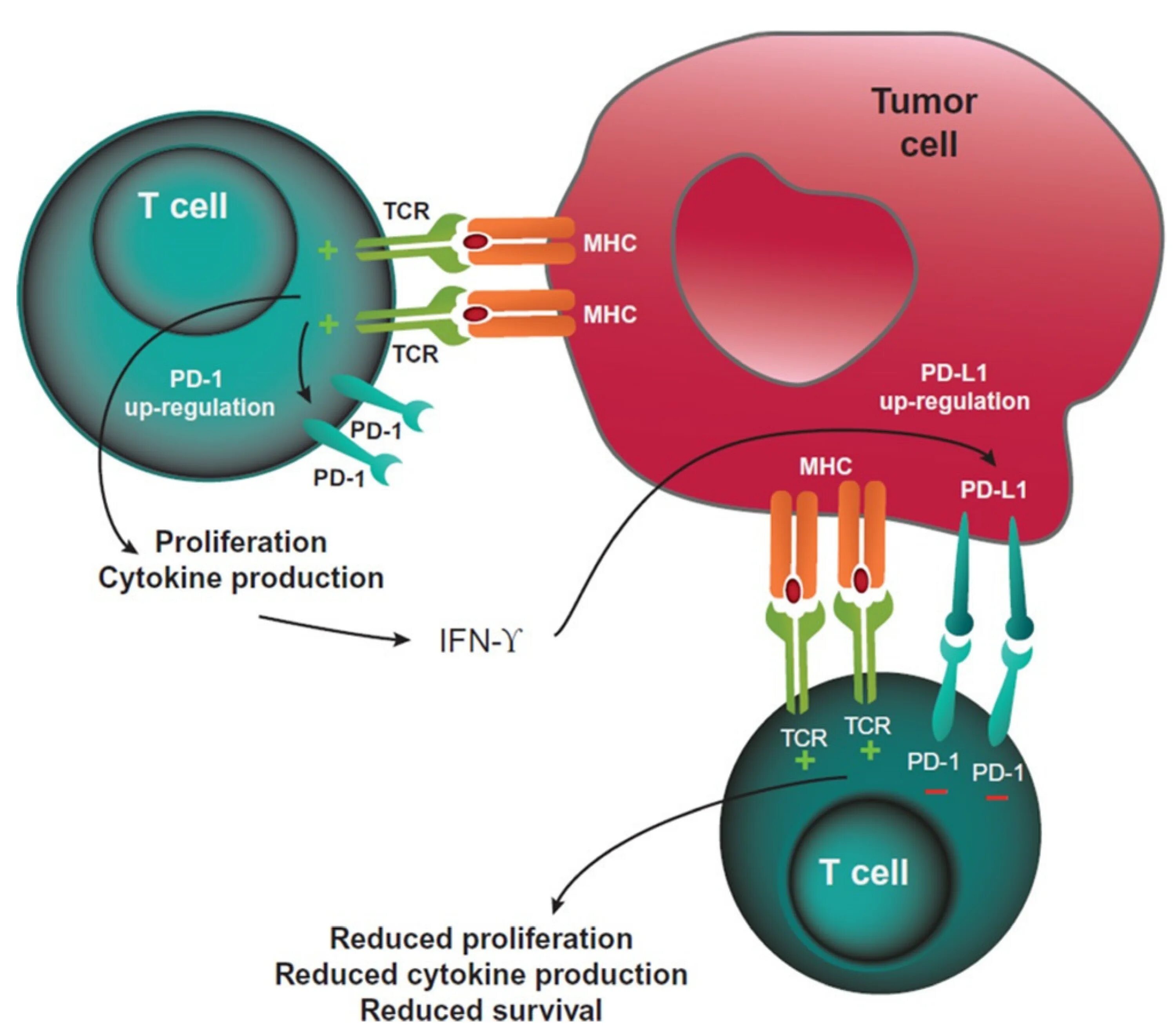 PD-1 and PD-l1 inhibitors. Рецепторы pd1 и PD-l1. PD-l1. L=PD.