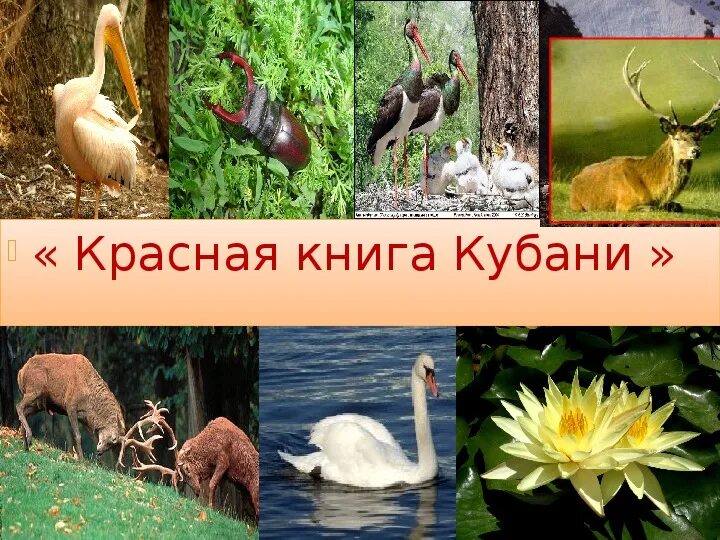 Животные красной книги краснодарского края. Растения и животные Краснодарского края занесенные в красную. Животные занесенные в красную книгу Кубани. Редкие и исчезающие животные Краснодарского края. Красная книга Краснодарского края животные и растения.