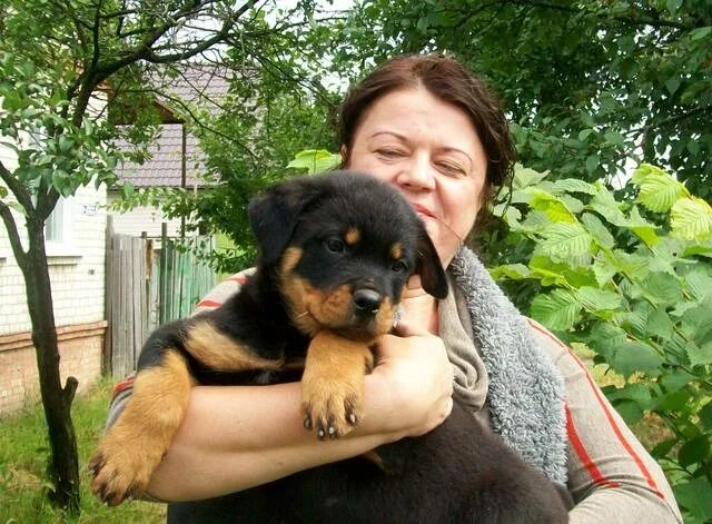 аглицкий продюсер. аглицкий сад курск. аглицкий сад питомник ротвейлеров. аглицкий продюсер. аглицкий сад.