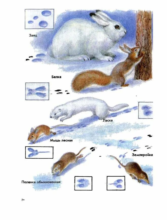 лесные звери для детей. заяц ёж и белка. грызуны курганской области. хоровод лесных зверей. изображение белочки для детей.
