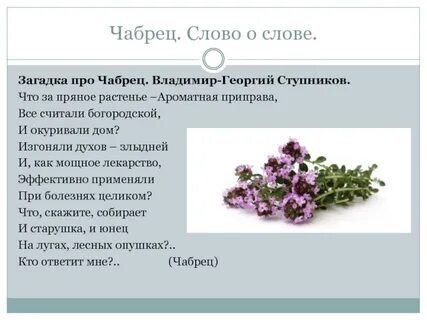 Чем полезен чабрец для человека