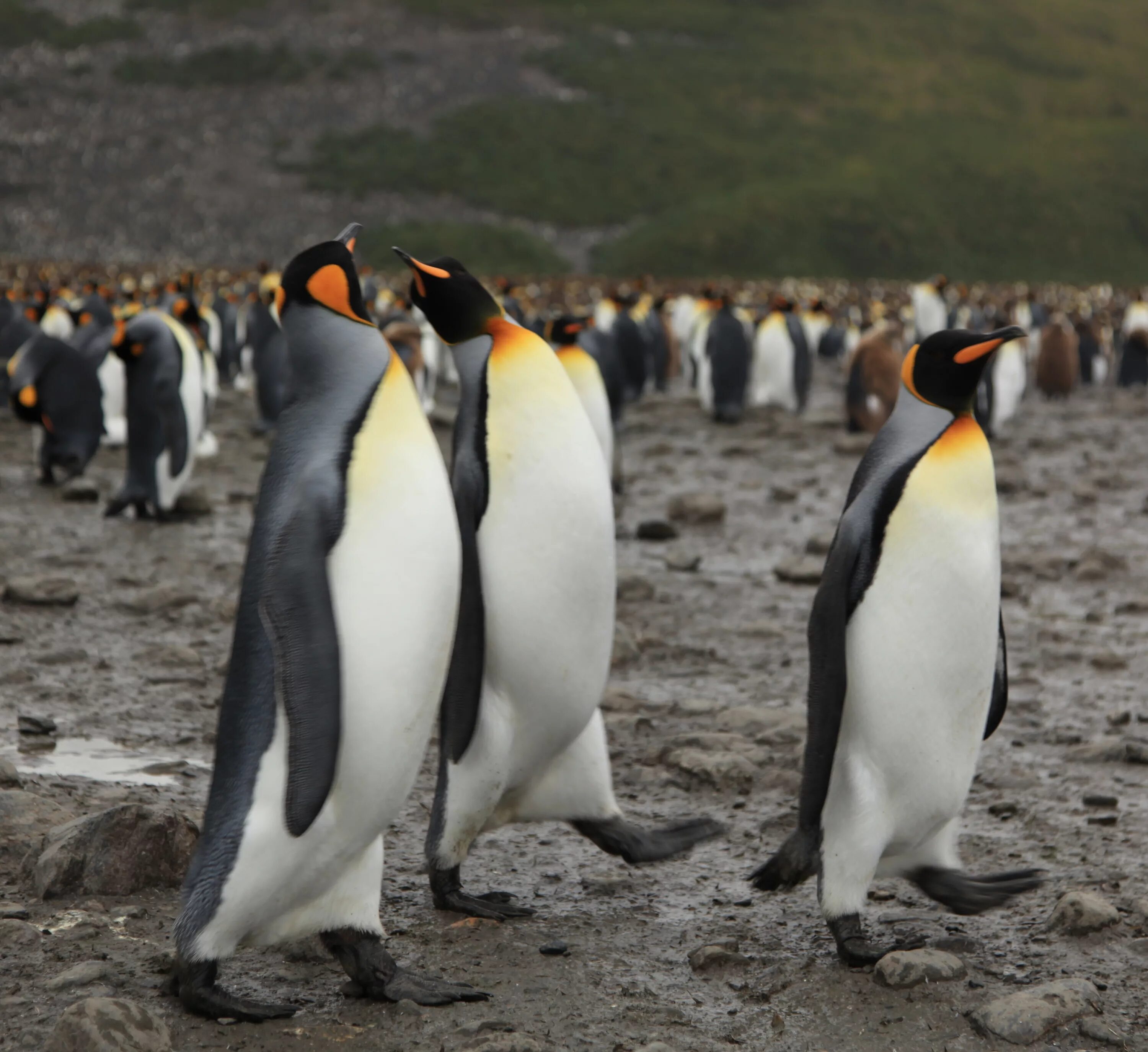 Emperor penguin. Птенец королевского пингвина. Императорский Пингвин в Антарктиде. Королевский Пингвин Пингвин. Королевский Пингвин в Антарктиде.