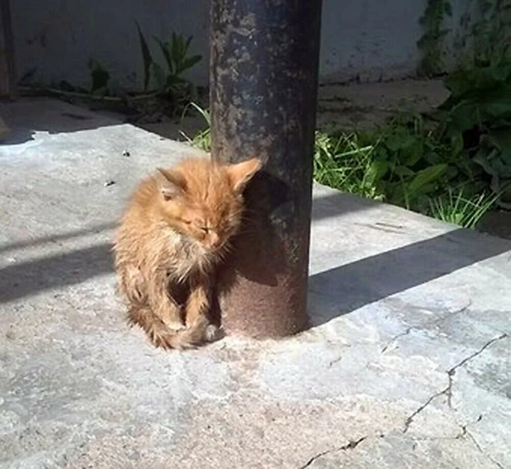 Маленькая худая рыжая. Худой рыжий кот. Рыжий Бездомный кот. Рыжий уличный кот. Рыжий грязный котенок.