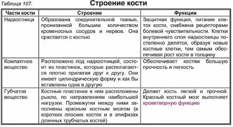 Таблица вид костей особенности примеры