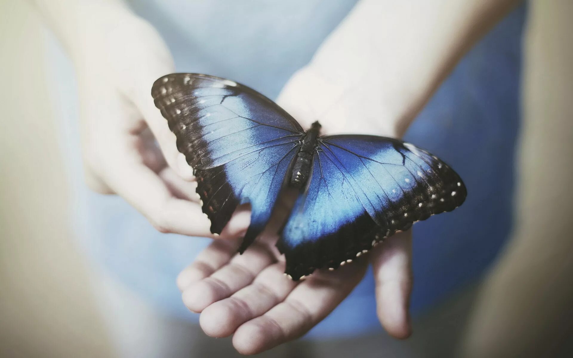 На руку бабочка. Бабочка на ладони. Голубая бабочка. Синяя бабочка на руке. Хотела стать бабочкой