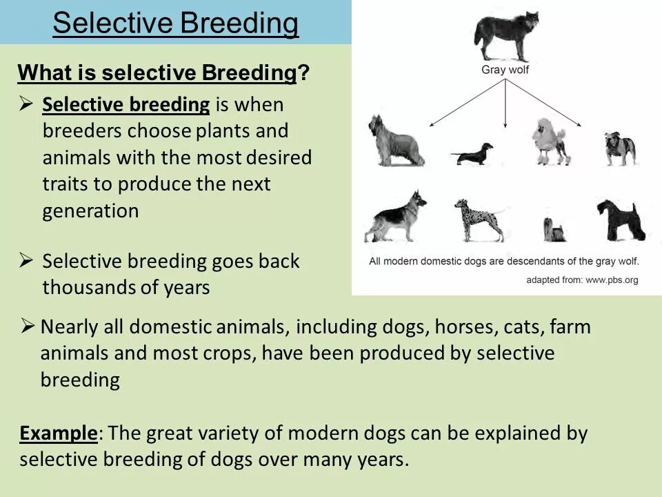 Breed перевод. Breeding перевод с английского. Selective breeding of dogs. Breeding перевод с английского. Breeding перевод.