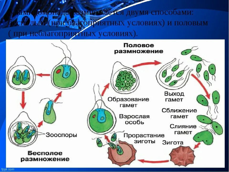 Какие водоросли размножаются. Цикл размножения хламидомонады. Размножение хламидомонады хламидомонада. Вегетативное размножение хламидомонады. Бесполое размножение хламидомонады.