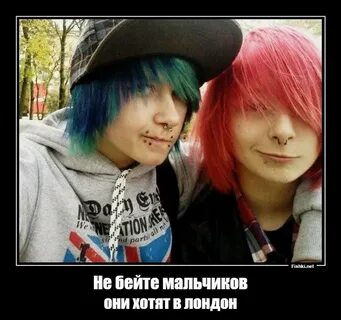 Три кота фото эмо