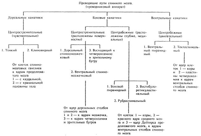 Группы проводящих путей. Проводящие пути головного мозга анатомия таблица. Проводящие пути классификация. Проводящие пути спинного мозга таблица. Классификация проводящих путей головного мозга.