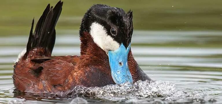 Duck into