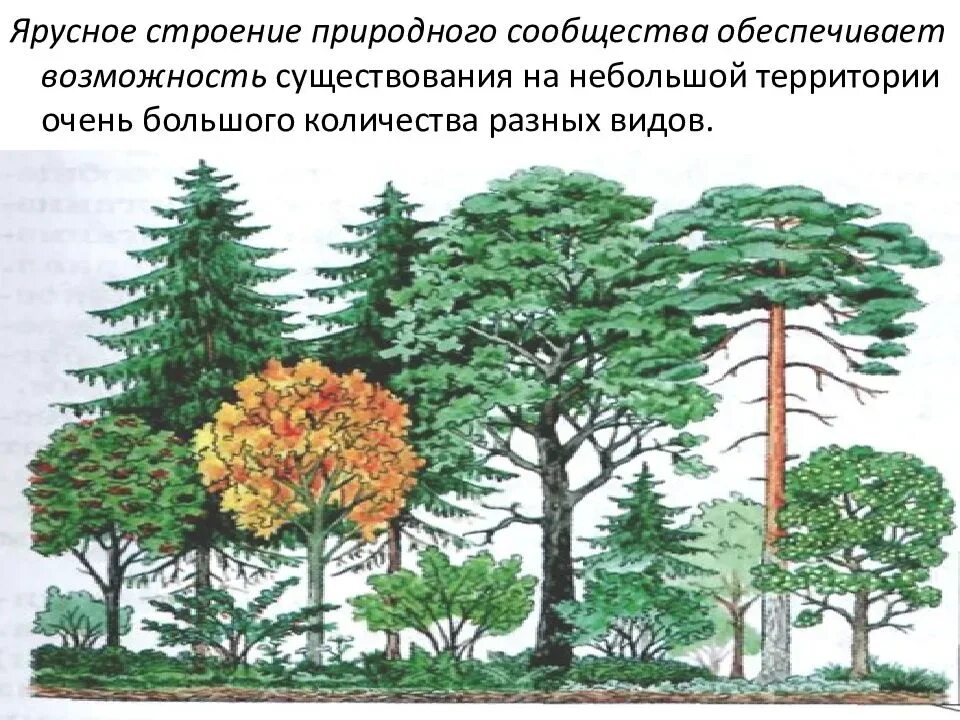 Природное сообщество 5 класс биология 21 параграф. Смешанный лес ярусность растений. Ярусность смешанного леса. Ярусное строение природного сообщества обеспечивает. Ярусное строение.