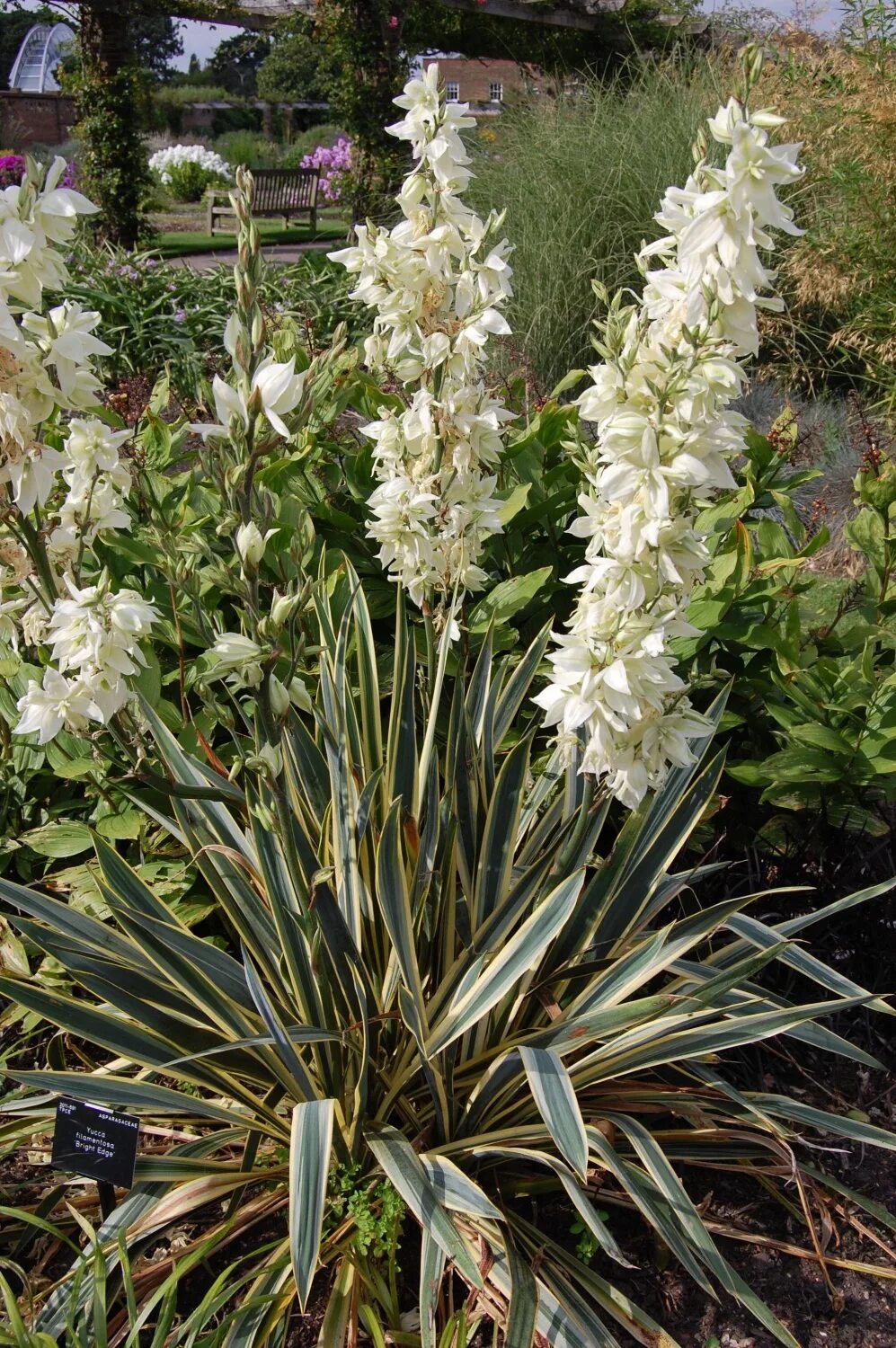 Юкки цветок садовый. Юкка нитчатая филаментоза. Юкка нитчатая (yucca filamentosa bright edge) 300р. Цветок юкка. Юкка нитчатая садовая.