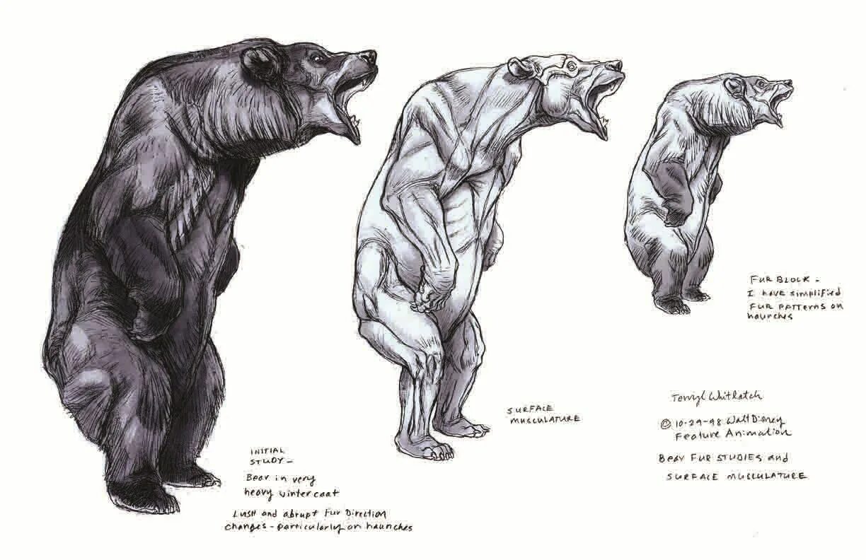 Особенности внутреннего строения медведя. Медведь сбоку анатомия для художников. Референс медведя сбоку. Анатомия медведя. Медведь строение тела.