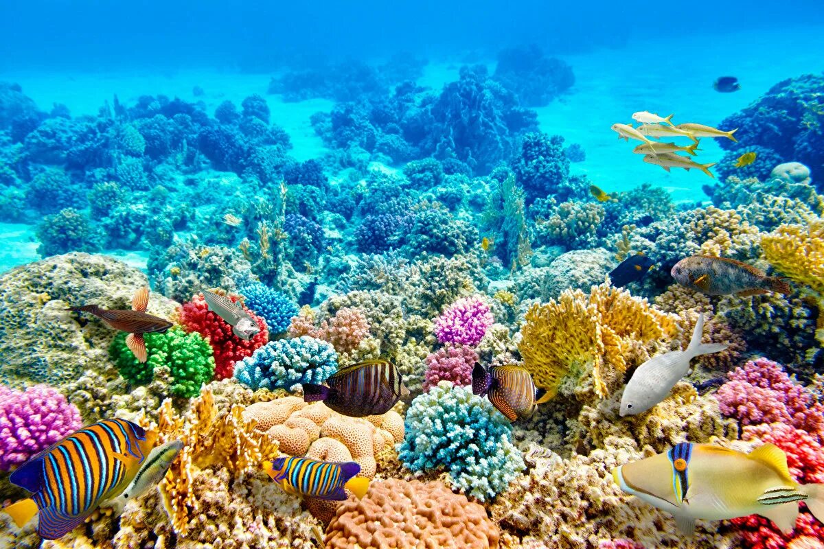 3 дня в океане. Риф Шарм-Эль-Шейх. Коралловый риф в Шарм Эль Шейхе. Подводный риф Шарм-Эль-Шейх. Кораллы в Шарм Эль Шейхе.