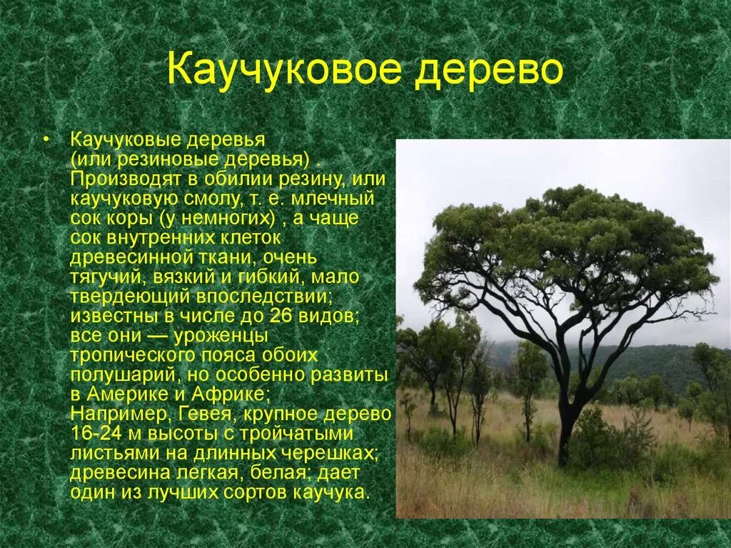 Каучук районы выращивания. Каучуконос гевея Южная Америка. Растения Южной Америки каучуковое дерево. Растение Южной Америки гевея бразильская. Каучуковое дерево Южной Америки сообщение.