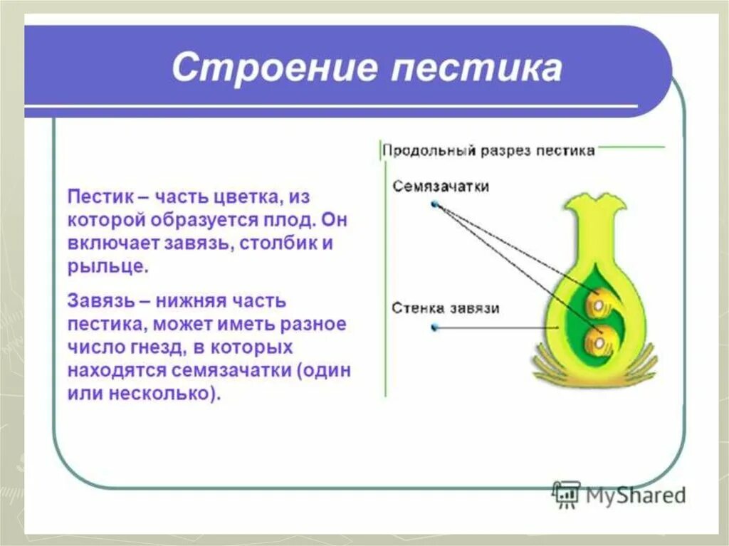 Нижняя расширенная часть пестика. Из чего состоит завязь пестика. Функции семязачаток у цветка 6 класс. Строение завязи пестика. Пестик строение и функции.