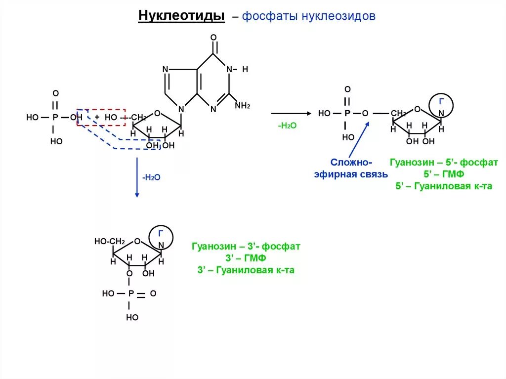 Гуаниновый нуклеотид. Схема образования гуанозин 5 фосфат. Гуанозин 5' фосфат гидролиз кислотный. Гуанозин фосфорилирование. Образование гуанозин 5 фосфата.