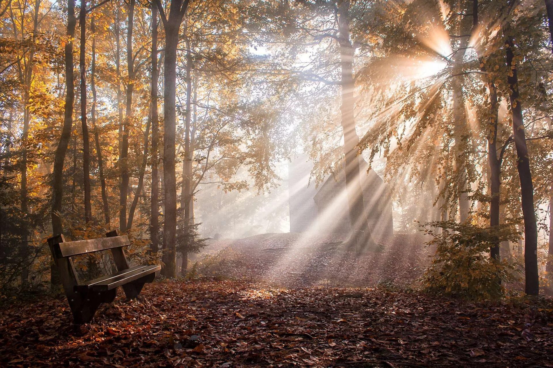 Широкий луч света. Осень солнце. Утро в осеннем лесу. Осенний лес. Осень в лесу.