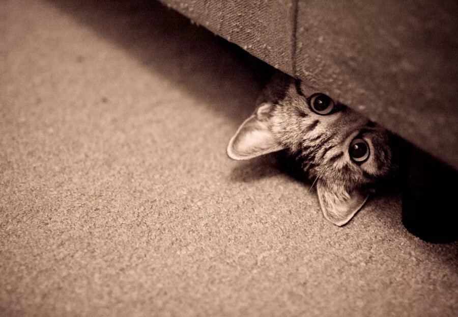 Далекий выглянуть. Кот прячется. Кот прячется под диван. Котенок под диваном. Котенок прячется.