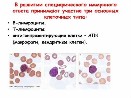 Участвует в иммунных реакциях
