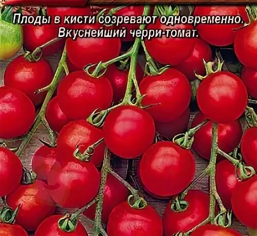 Семена сладких томатов черри. Томат видимо невидимо черри. семена томат сладкий миллион. томат черри сладкий миллион. томат черри сладкая встреча.