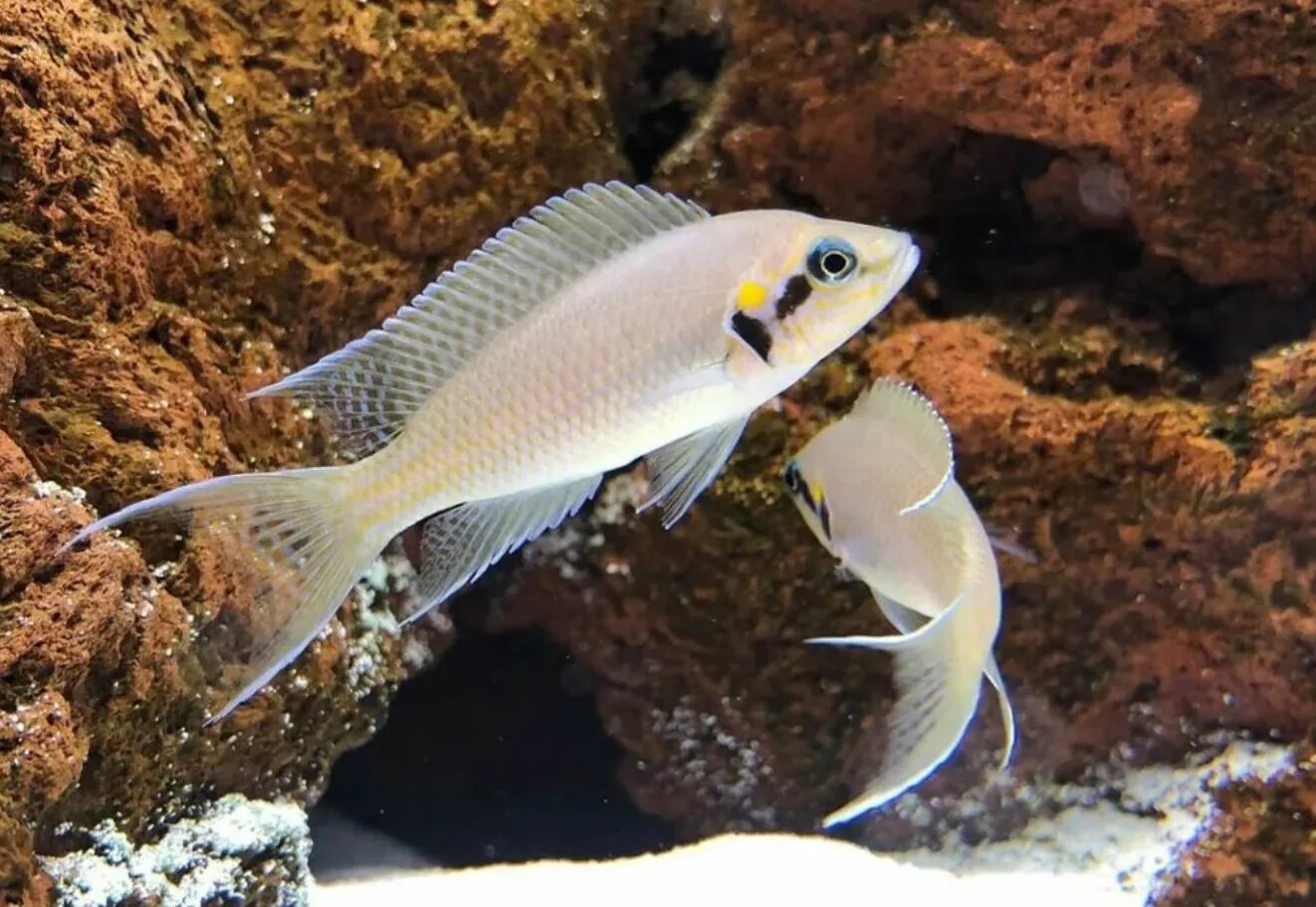 Принцесса Бурунди Neolamprologus pulcher daffodil Альбомы пользователей Фору