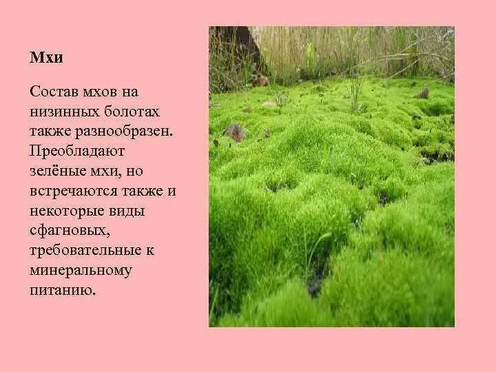 Что такое мох определение. Мох. особенности мхов. мхи описание. характеристика мхов.