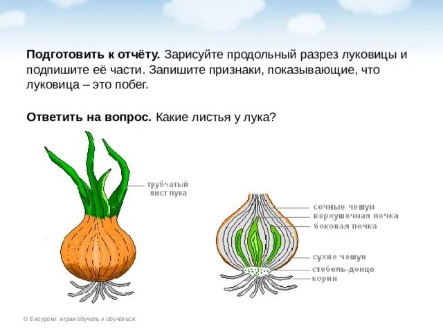Какой тип корневой системы сформируется если луковицу. Строение луковицы биология.