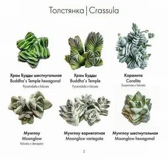 Толстянка жилкование