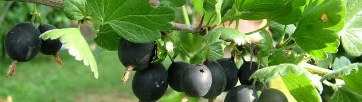 Крыжовник негус описание сорта. Крыжовник сорт «черный негус». крыжовник черный негус куст. негус крыжовник куст. сорт крыжовника негус.