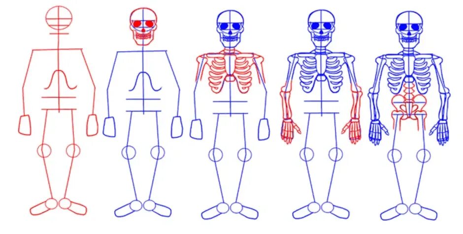 Скелет рисунок. Скелет для рисования. Поэтапное рисование скелета. Скелет человека для рисования. Как рисовать скелет