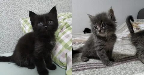 Котята авито самара
