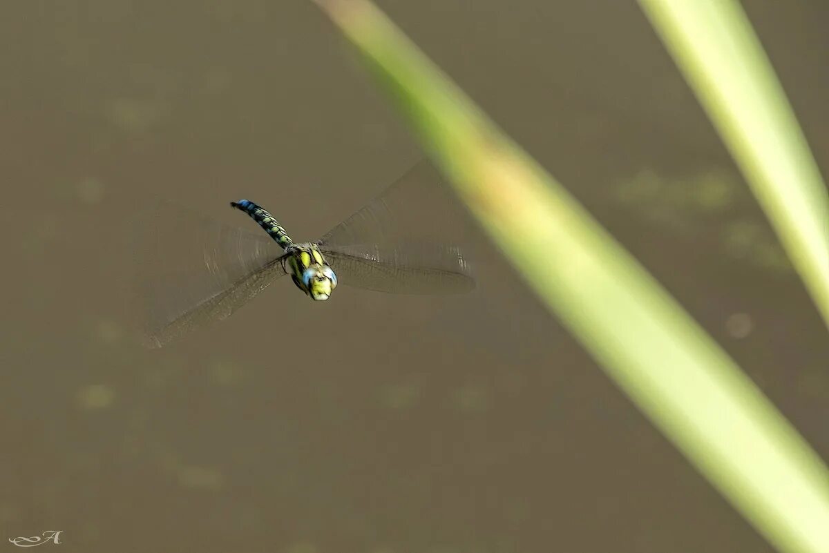 полет стрекозы. стрекоза красивая. вертолет стрекоза. полет стрекозы. стрекозы.