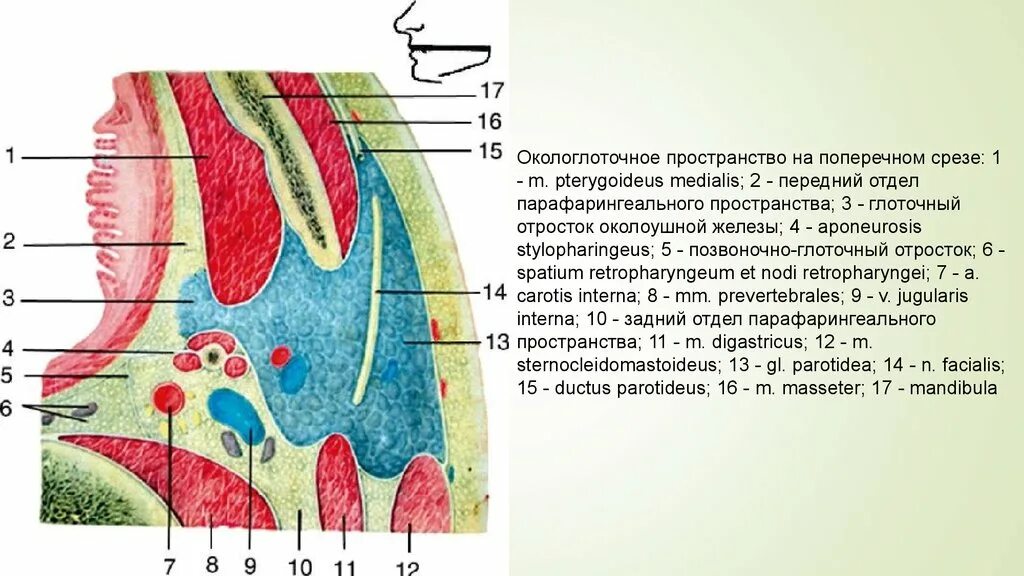 Spatium retropharyngeum. Окологлоточное клетчаточное пространство схема. Окологлоточное пространство на поперечном срезе. Окологлоточное пространство и заглоточное пространство. Топография окологлоточного пространства.