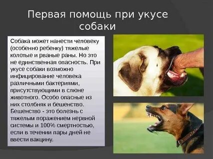 Меня укусил пес которого я