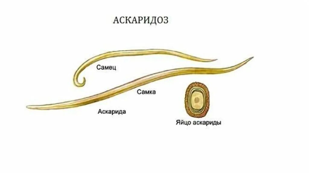 Аскаридоз возбудитель рисунок. Внешний вид самки и самца аскариды. Внешнее строение аскариды человеческой. Аскарида человеческая самка строение. К какому типу животных относят аскариду