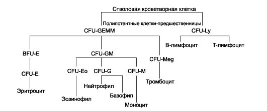 Полипотентная стволовая клетка. Полипотентная стволовая кроветворная клетка. Стволовая клетка. Цфу расшифровка. Общая гистология схема кроветворения.