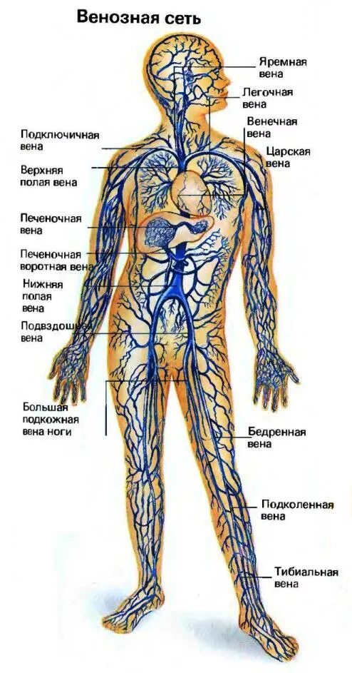 Самая большая вена как называется у человека. Венозная система человека анатомия. Венозная система человека схема. Общая схема венозной системы.