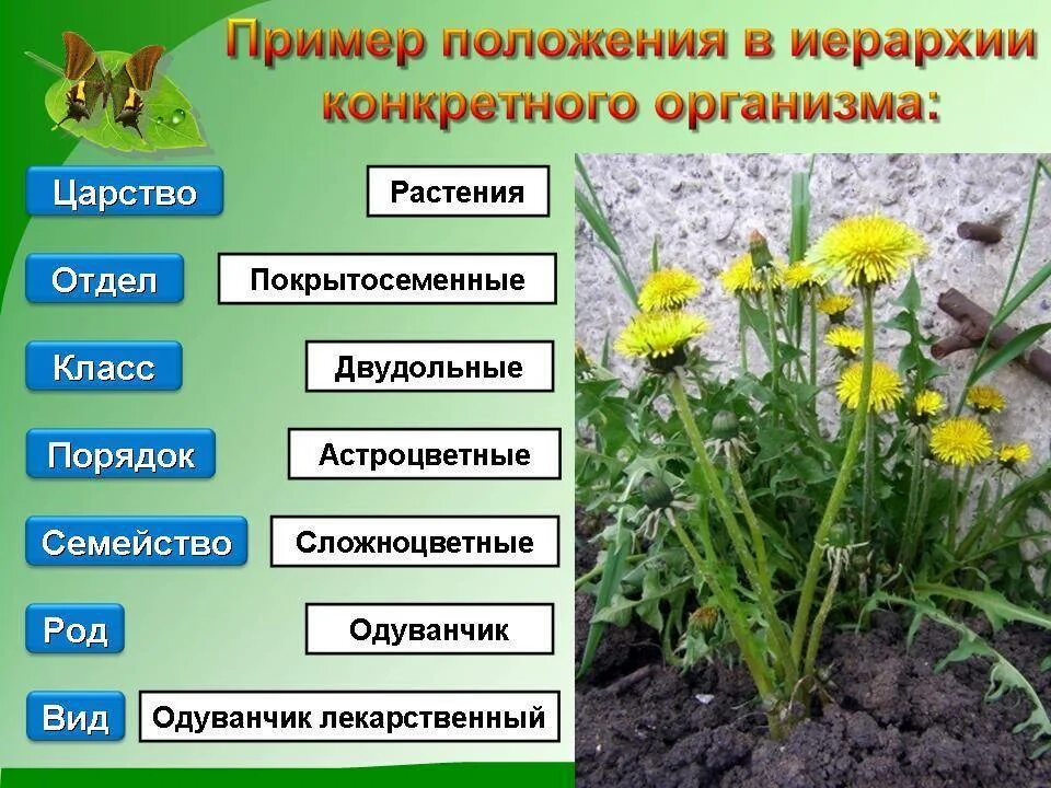 Растения родственных видов