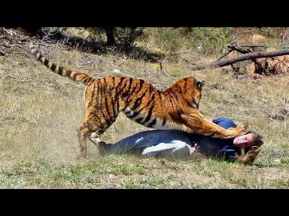 Нападения диких. Амурский тигр нападает.