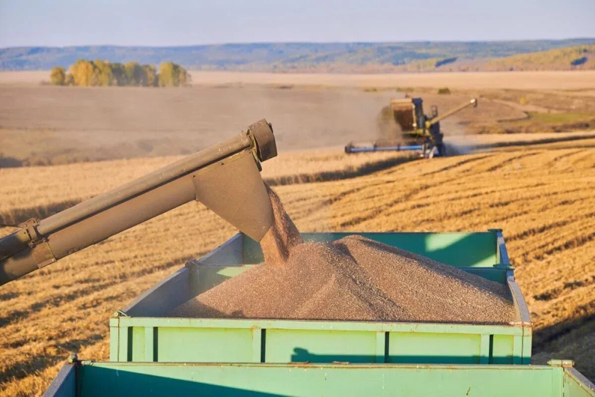Экспорт зерна. Экспорт пшеницы. Российское зерно на экспорт. Экспорт зерновых. 12 млн тонн