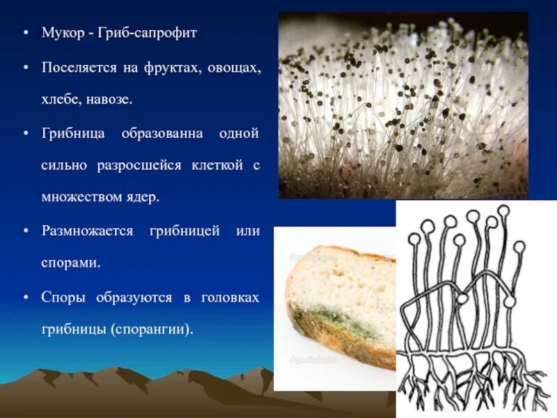 Картинки КАКОЕ СТРОЕНИЕ ИМЕЕТ ГРИБ МУКОР