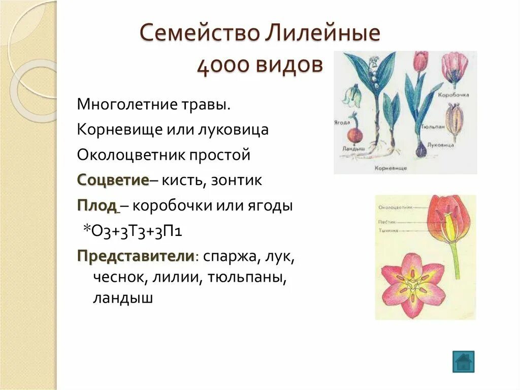 Какой тип питания характерен для тюльпана