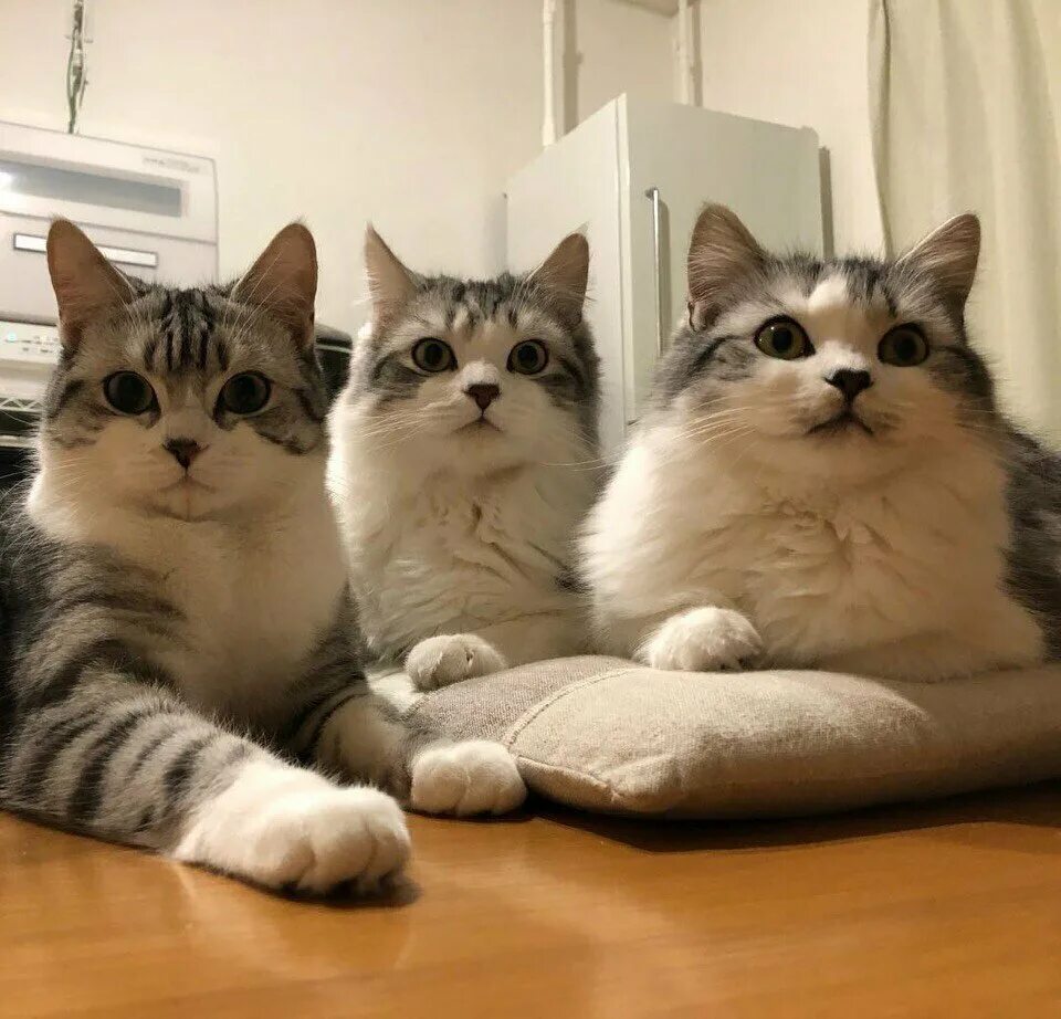 Кошка три дня. Кошка три дня