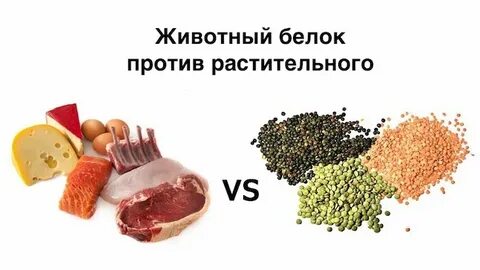 Животный белок что это