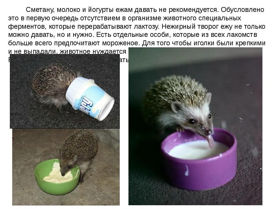 Добавлять ли яйцо в ежики
