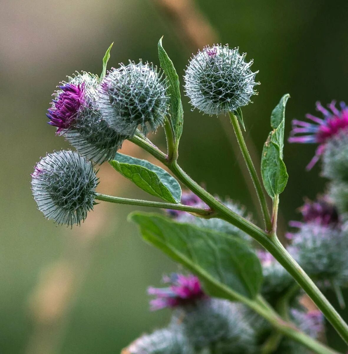 Цветы лопуха фото. Репейник (burdock). Репейник луговой. Лопух arctium lappa. Репей лопух.