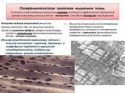 Характеристика поперечно полосатой скелетной мышечной ткани