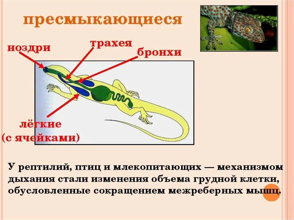 Легкие млекопитающих и пресмыкающихся. Дыхательная система пресмыкающихся 7 класс биология. Дыхательная система рептилий схема. Строение дыхательной системы рептилий. Органы дыхания ящерицы.