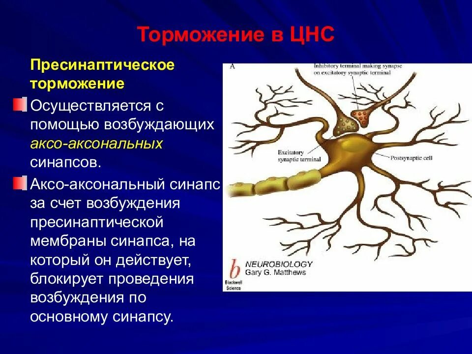 Процесс возбуждения нервных клеток. Аксональный синапс. Аксо-аксональные синапсы. Процесс возбуждения и торможения в нервной системе. Аксо-дендритный синапс.